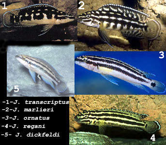 julidochromis regani