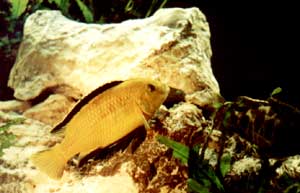 Labidochromis Caeruleus
