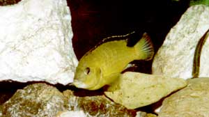 Labidochromis Cearuleus