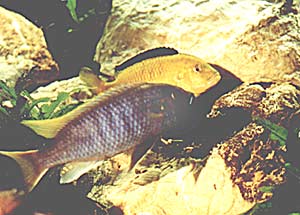Pseudotropheus Acei - Labidochromis Caeruleus