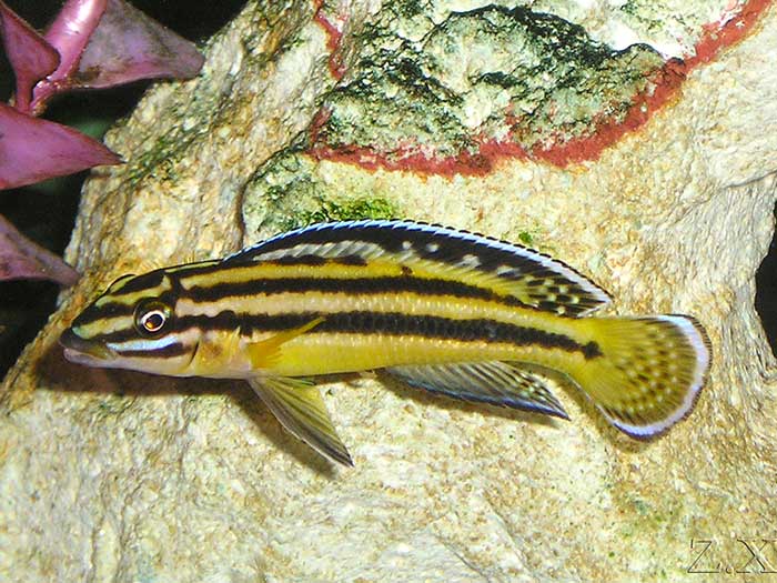 julidochromis regani
