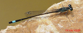 Ischnura elegans